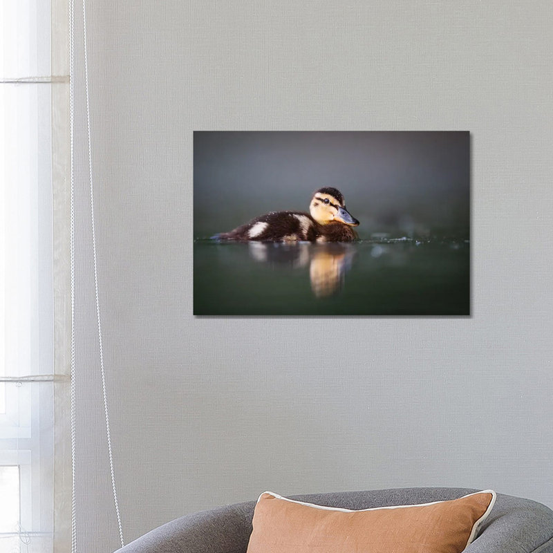 Duckling by Mateusz Piesiak - Wrapped Canvas Print, 45.72cm H x 66.04cm W x 1.905cm D