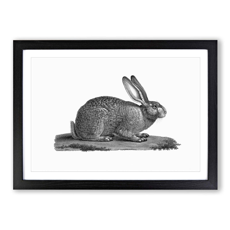 Illustration of a Hare - Picture Frame Drawing Print, Black Framed, 27cm H x 36cm W x 2cm D