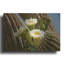 «Saguaro Cactus Blooms Az 8745» par Mike Jones, art mural en métal, 24 po x 16 po-2048599428