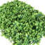 Écran d'intimité 24 po Schefflera