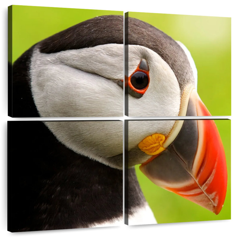 Brampt Wild Puffin, 32'' H x 32'' W