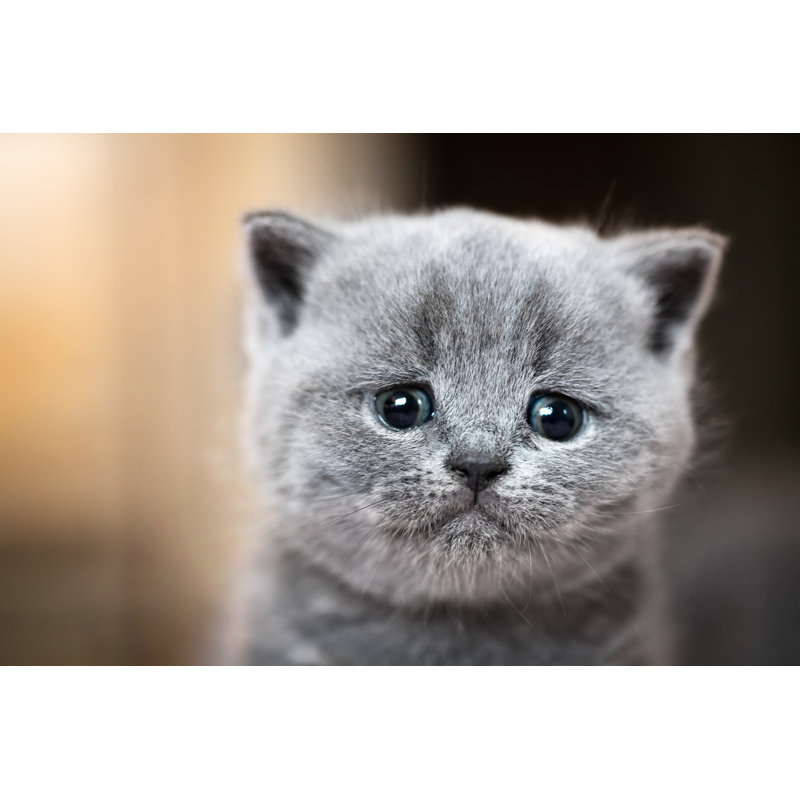 " British Shorthair Cat " by Niserin, 12" H x 18" W x 1.25" D