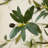 Adcock Artificial Olive Tree with Decorative Pot, UV Resistant Faux Olive Tree with Natural Trunk-1799478850-1799478851