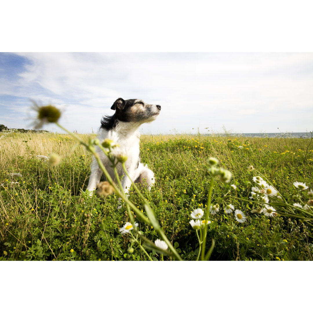 Jack Russell Terrier von Stockpot - Kunstdrucke auf Leinwand ohne Rahmen