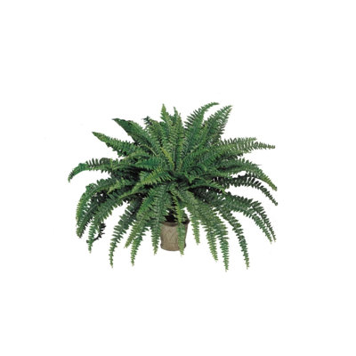 Fausse fougère en pot