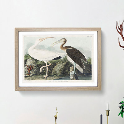 White Ibis Bird & Lobster by John Audubon - Picture Frame Art Prints