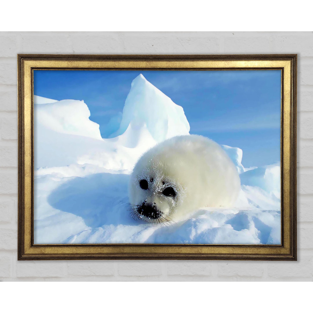 Seal Pup In The Snow Gerahmter Druck