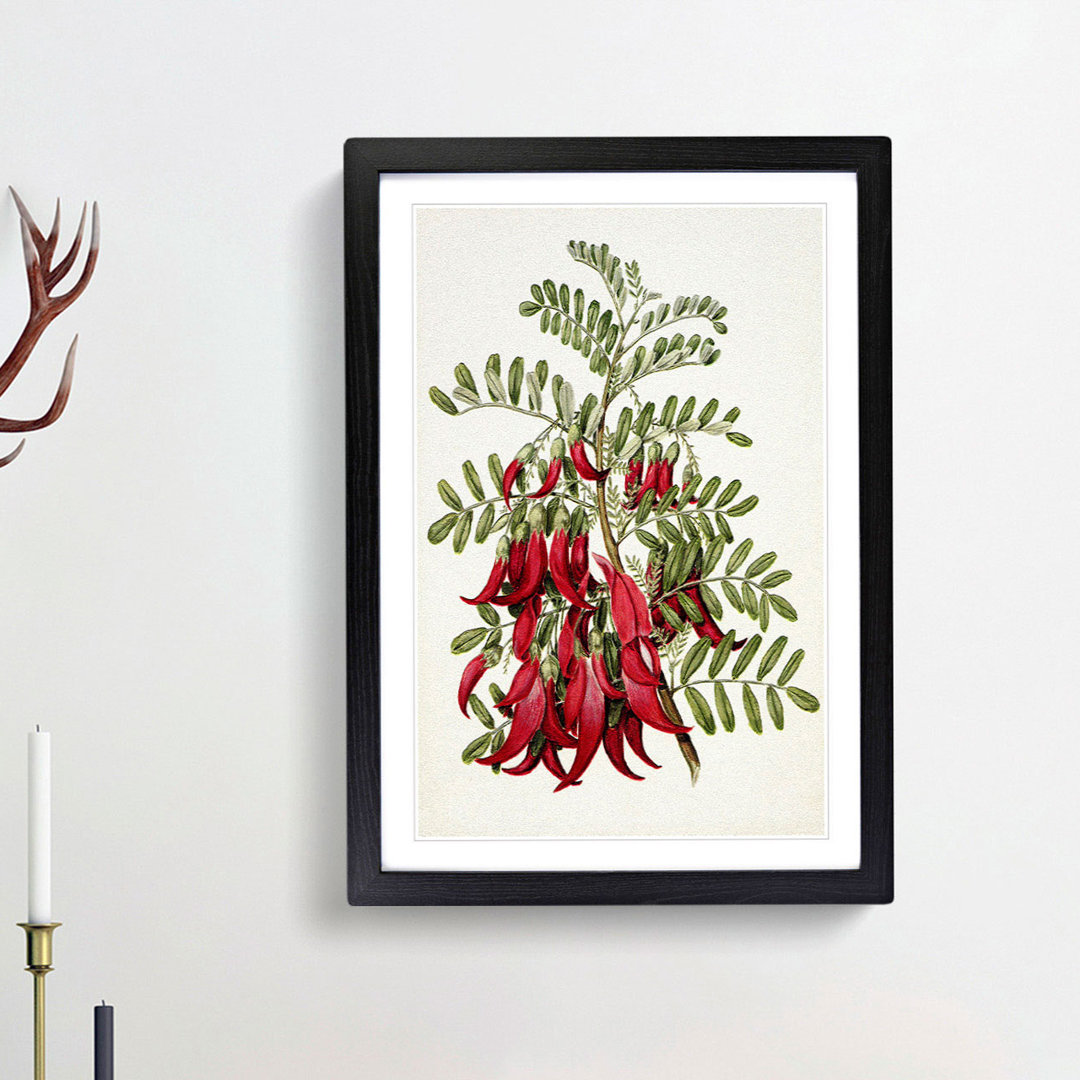 Clianthus Flowers by Sarah Featon - Picture Frame Painting Print