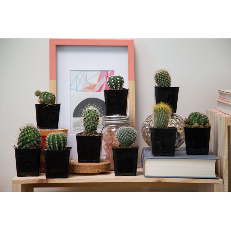 9 Live Cactus Plant in Pot Set
