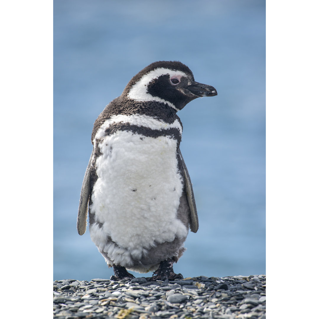 Portrait Of A Magellanic Penguin von Guenterguni - Kunstdrucke ohne Rahmen auf Leinwand