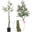 213cm Plant