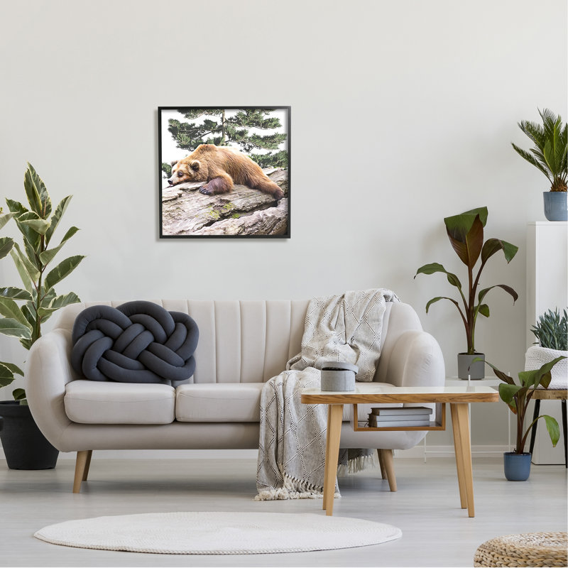Ours brun endormi - impression, Giclée encadrée noir minuit, H 24 po x l 24 po x P 1,5 po