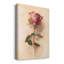 " Painterly Rose Study I "-2074144287