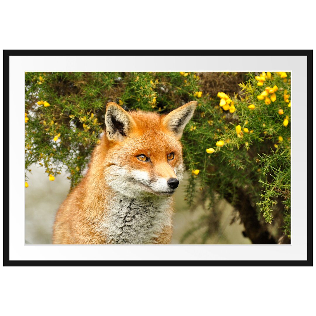 Gerahmtes Poster Aufschauender Fuchs