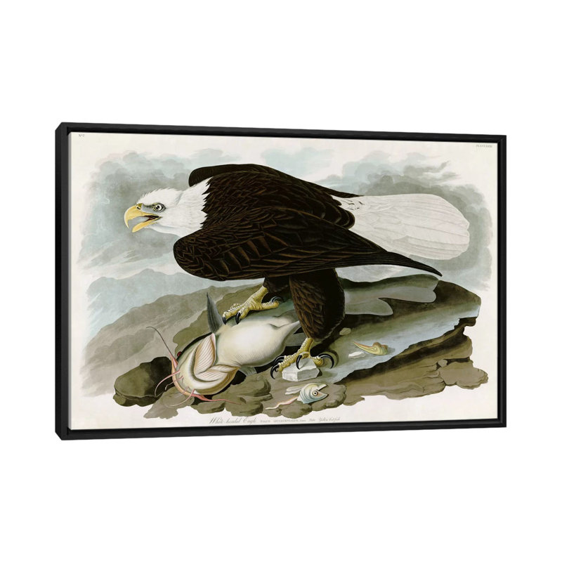 « white-direction eagle » par john james audubon, impression sur toile, H 18 po x l 26 po x P 1,5 po, Toile avec cadre noir