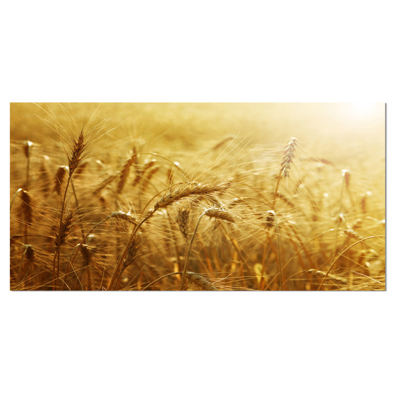 Golden Wheat Field - Wrapped Canvas Print, 12" H x 20" W