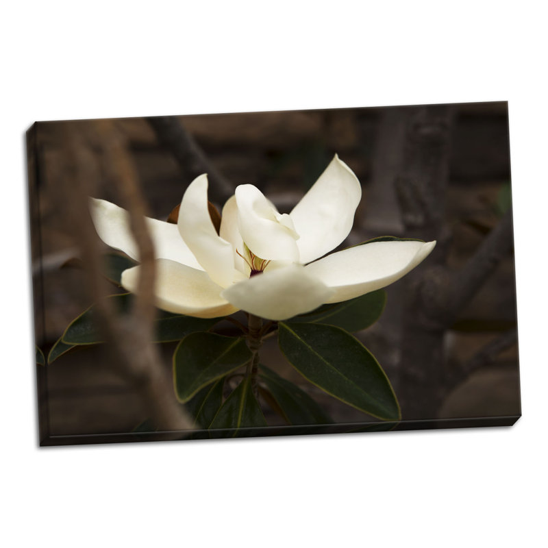 « solitaire magnolia », reproduction de photo, H 24 po x l 36 po x P 0,75 po, Toile tendue