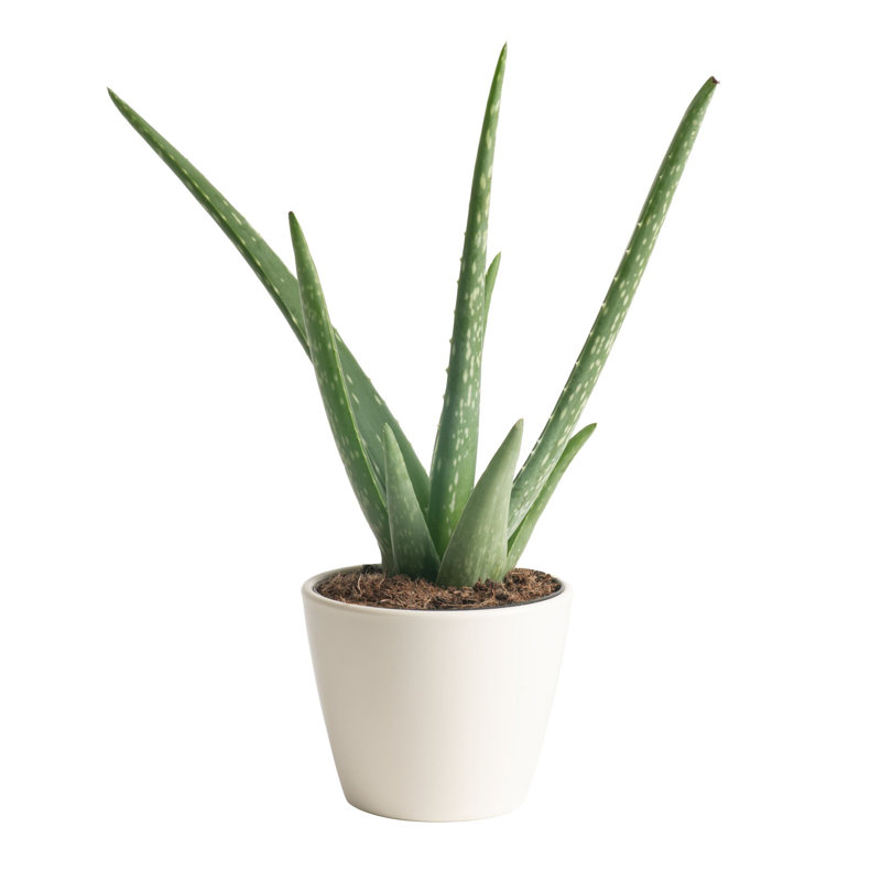Aloe Succulent in Planter