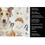 Torchon fauve et blanc Bull Terrier-1234934626