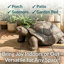 Statue de tortue Martinez-Wilson