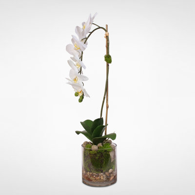 Real Touch Phalaenopsis Orchid  Floral Arrangement in Vase