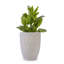 Pot de fleurs en céramique, pot de fleurs moderne pour patio extérieur, jardin, rebord de fenêtre-280592349