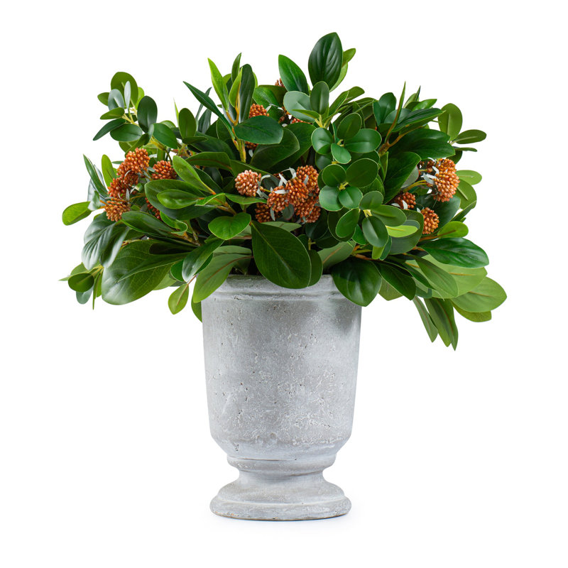 Orange Berries With Green Leaves  In Stone Pot