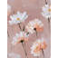 Murale peinte Blush Daisy
