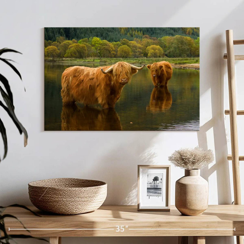 Brampt Bathing Highland Cow