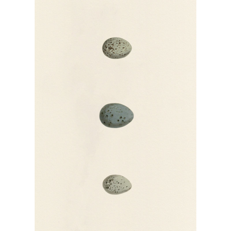 by Studio L57 Nouvelle, 15" H x 12" W