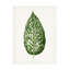 Rouleau de bolognaise, Les Plantes à Dieffenbachia-103094066