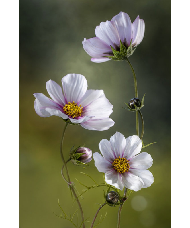 1 Piece Wrapped Canvas Wall Art, 76.2 cm H x 50.8 cm W