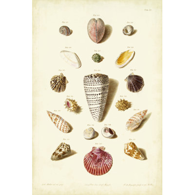 Mller Shells Tab. III by Gabriel Muller - Wrapped Canvas Rectangle Print