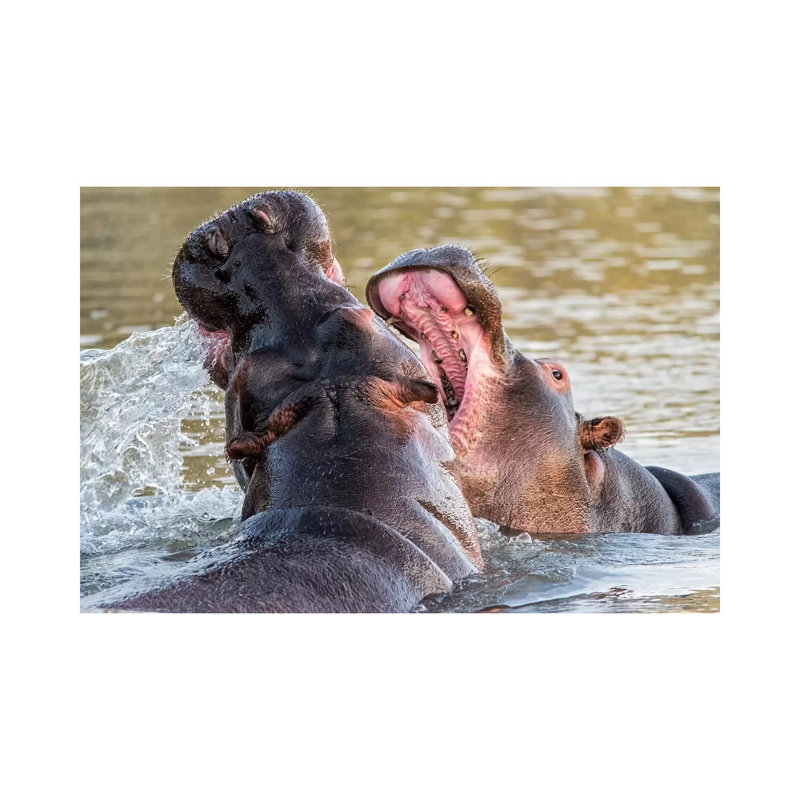 Hippos 1 Piece Wrapped Canvas Wall Art, 101.6 cm H x 66.04 cm W x 1.91 cm D
