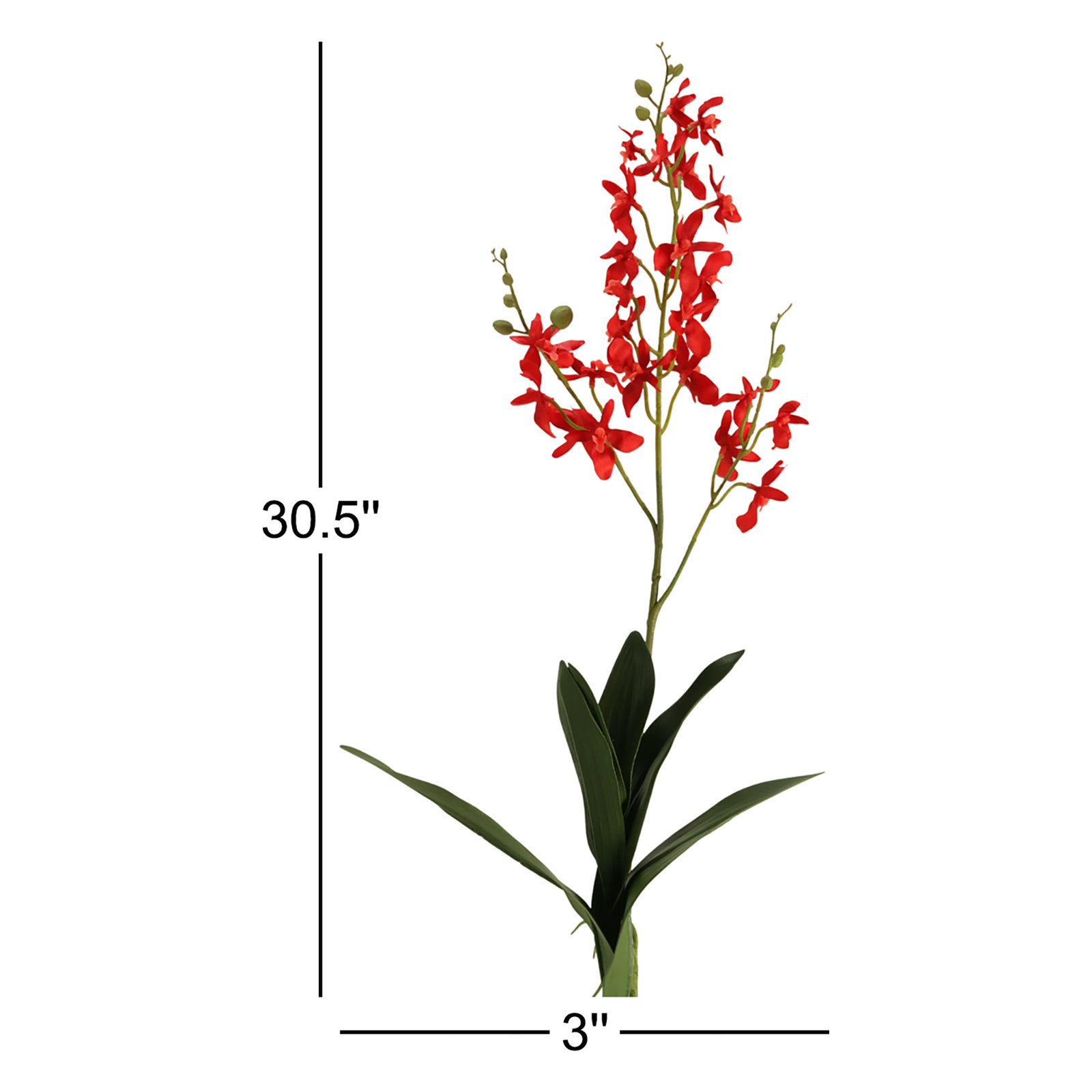 Dendrobium Orchid Stems