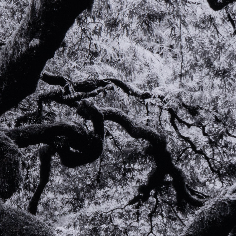 Tree Gaze IV Print by Coup D'Esprit, 40" H x 30" W x 2.5" D