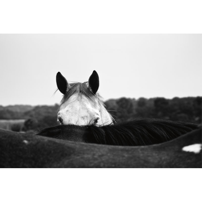 « Flirter » par Aledanda-photographie sur toile, H 24 po x l 36 po