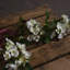 Anastasija Arrangement