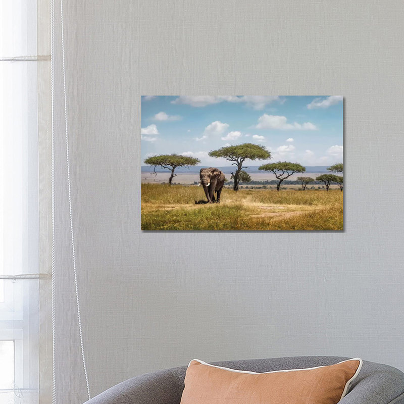 African Elephant Bull Walking Through Acacia Tree Field II by Susan Schmitz - Wrapped Canvas Gallery-Wrapped Canvas Giclée