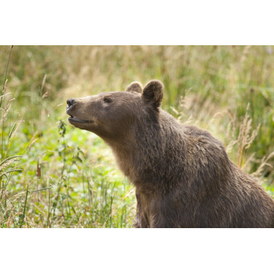 European brown bear 172426232