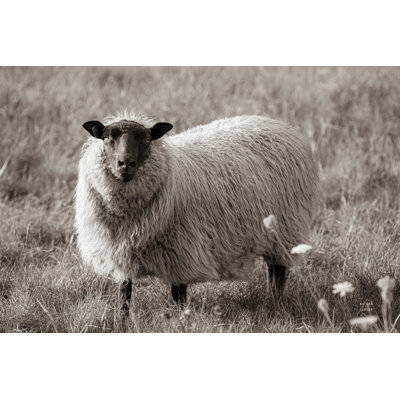 " Sepia Sheep " by Nathan Larson
