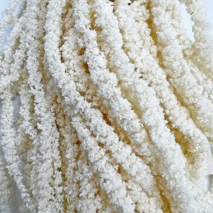 Modern Art Preserved Amaranth Stems, White