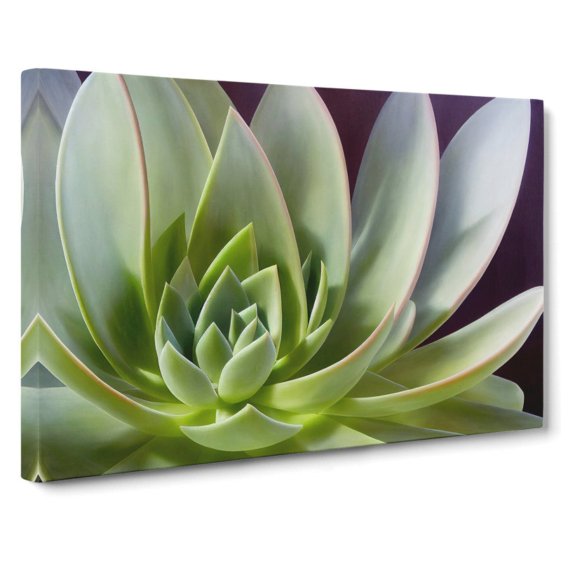 Interesting Succulent Plant - Wrapped Canvas, 35cm H x 50cm W x 3cm D