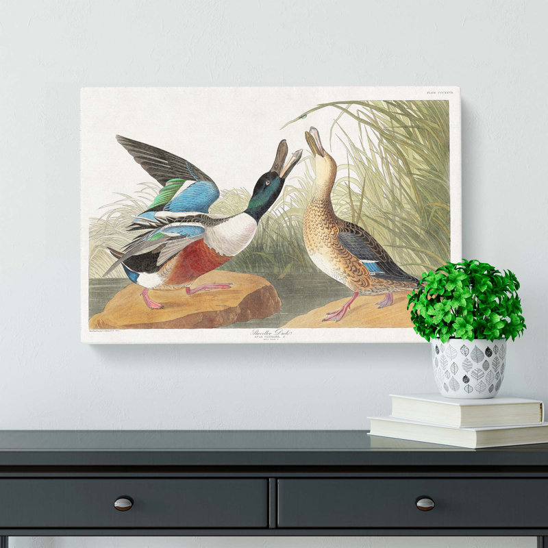 Shoveller Duck by John Audubon - Wrapped Canvas, 50cm H x 76cm W x 3cm D