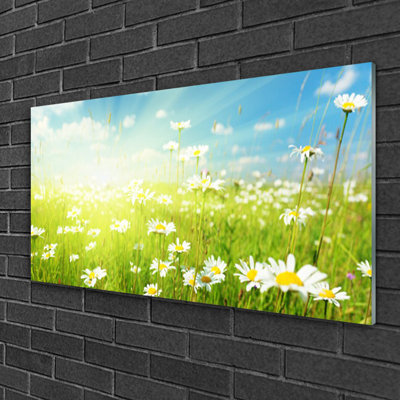 Nature Meadow Daisies 1 Piece Wall Art on Glass
