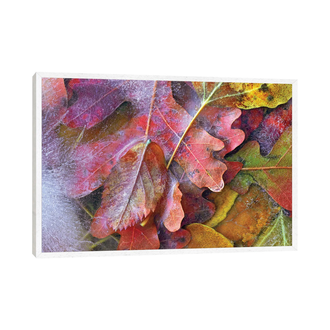 Gefrorene Herbstblätter, Nordamerika von Tim Fitzharris - Gallery-Wrapped Canvas Giclée