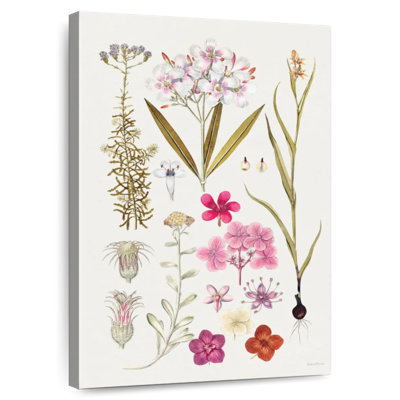 Vintage Bloom Study