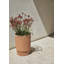 Veradek Demi Series Elevated 16 in. Planter-137412511-137412512