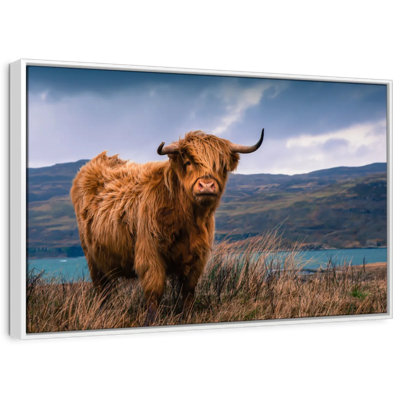 Grande vache Highland de Brampt