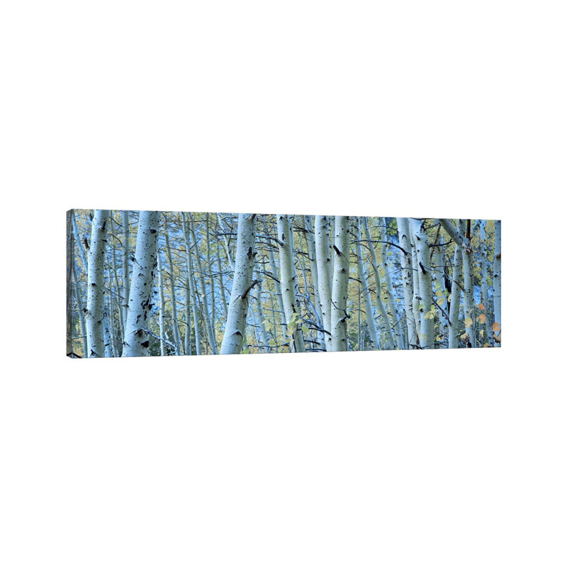 Aspen Trees In A Forest, Rock Creek Lake, California, USA #2 - Wrapped Canvas Panoramic Print